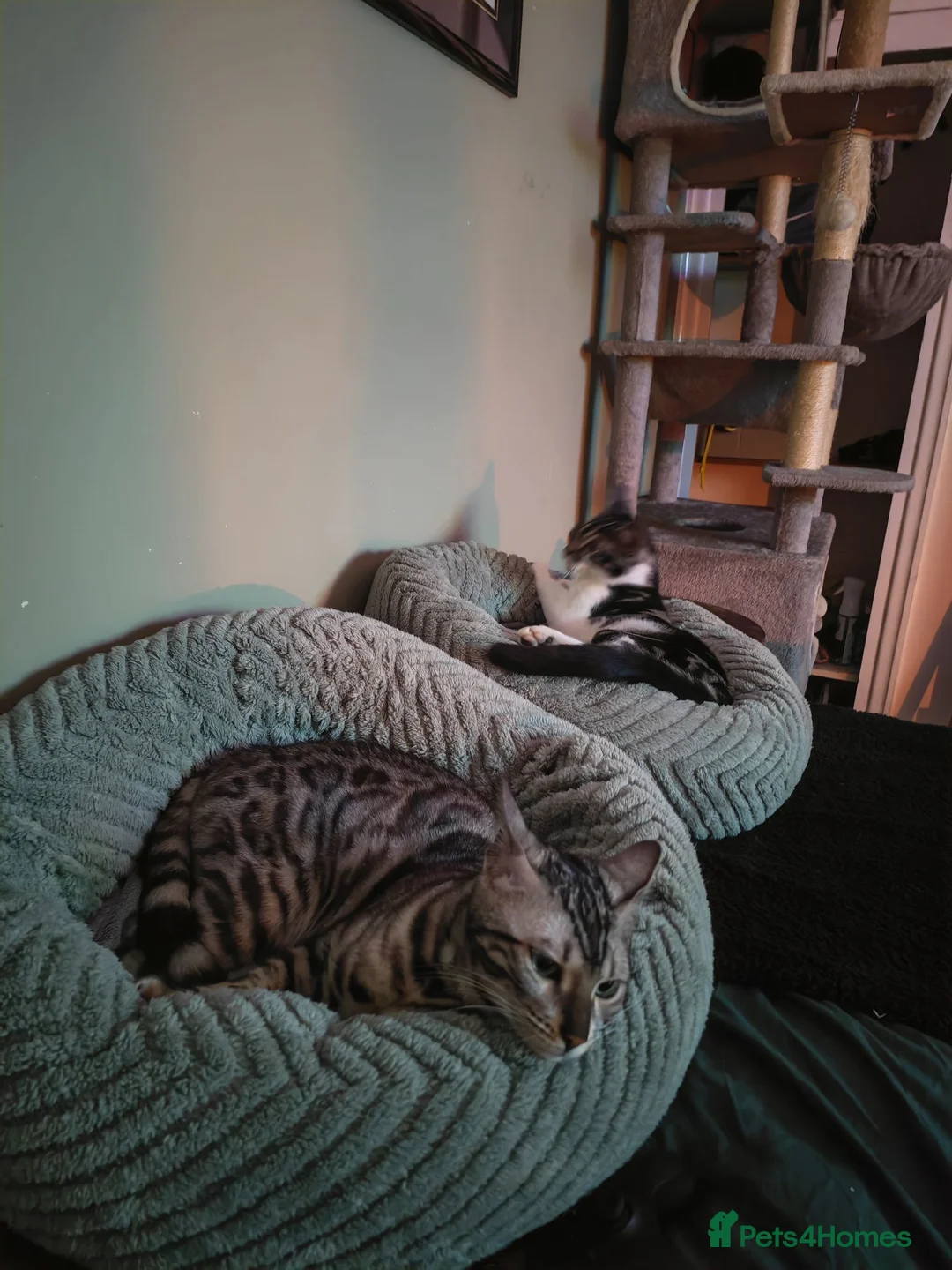 Bengal cats for stud: SILVER BENGAL LOOKING FOR STUD - Advert 5