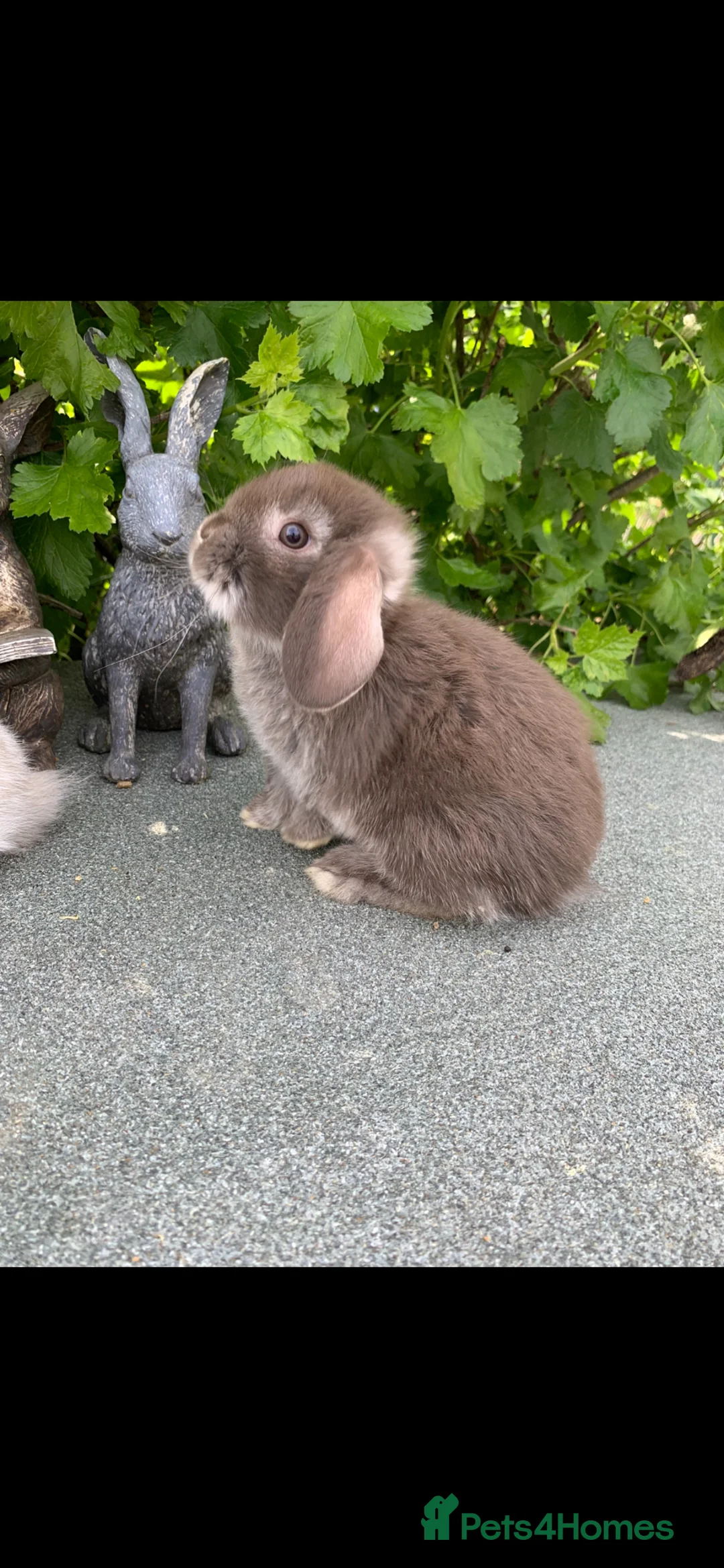 Mini Lop rabbits for sale: Baby Mini Lop Eared Rabbits For Sale R/T/Leave Now in Chester-le-Street - Advert 16