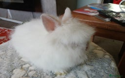 Lionhead rabbits for sale: Stunning DM Lionhead baby rabbits  - Image 5