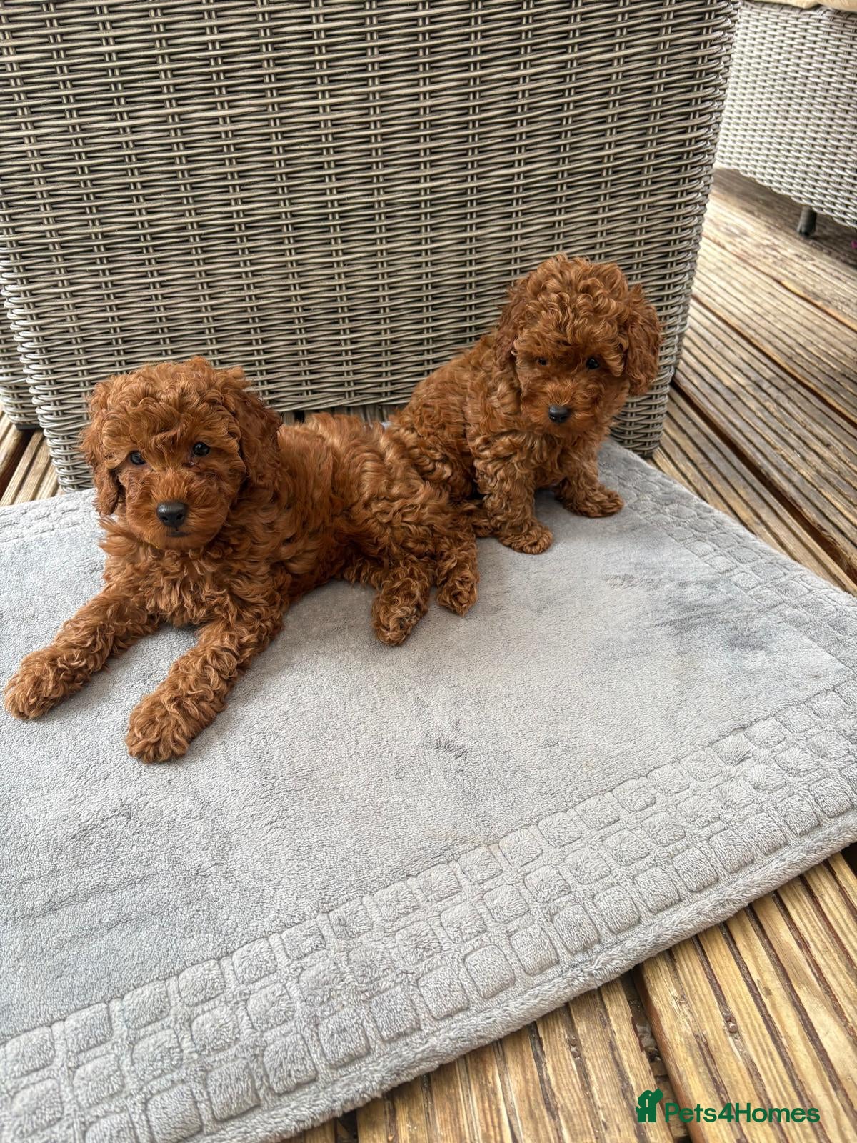 Toy Poodle dogs Look at our lovely litter of Toy Poodles  - Advert 1