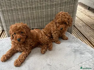 Toy Poodle dogs Look at our lovely litter of Toy Poodles - Advert 1