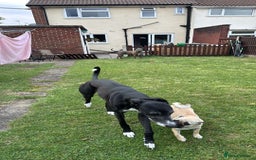 Mixed Breed dogs for sale: Maggie 1 year old Pug x Boston Terrier  - Image 3