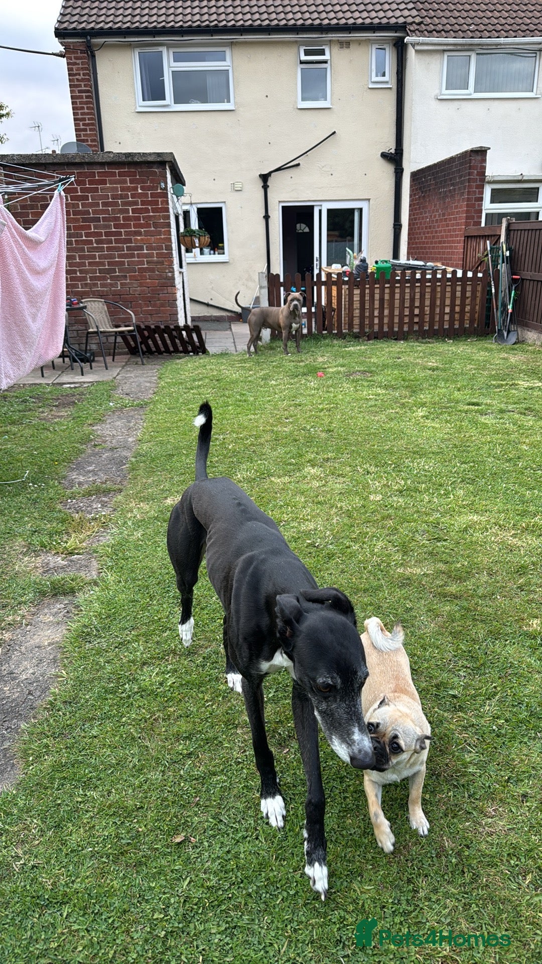 Mixed Breed dogs for sale: Maggie 1 year old Pug x Boston Terrier  - Image 3