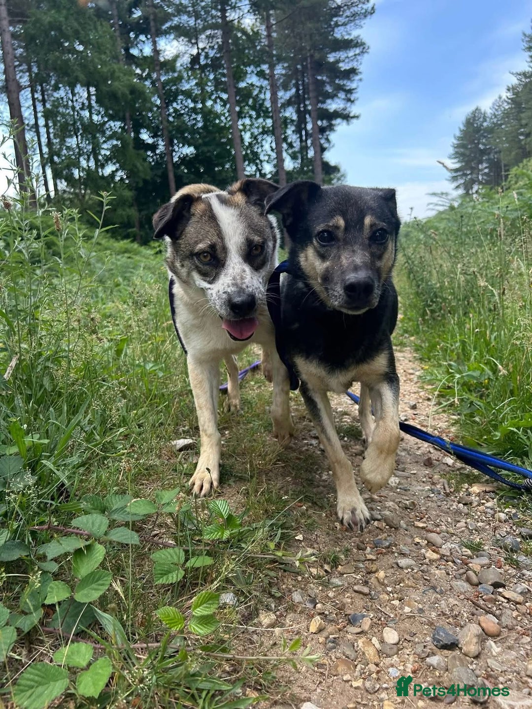Mixed Breed dogs for adoption: Joey - Norwich Norfolk  - Image 11