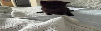 Black kitten boy 