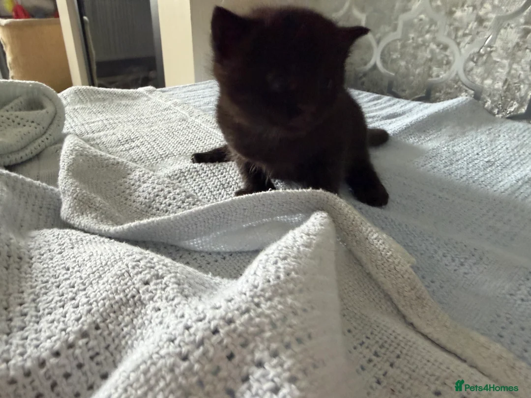 Mixed Breed cats for sale: 4 beautiful kittens for sale  - Advert 2