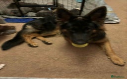 Staffordshire Bull Terrier dogs for sale: Staffordshire Bull Terrier puppies for sale  - Image 8