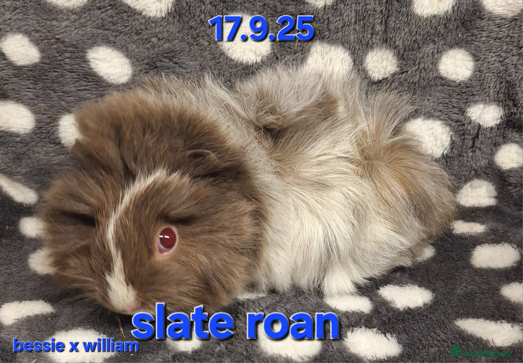Guinea Pig rodents for sale: Baby male peruvian guinea pigs  - Advert 8