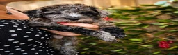 Mixed Breed dogs for sale: Toy / Mini  tiny puppies absolutely stunning!  - Advert 3