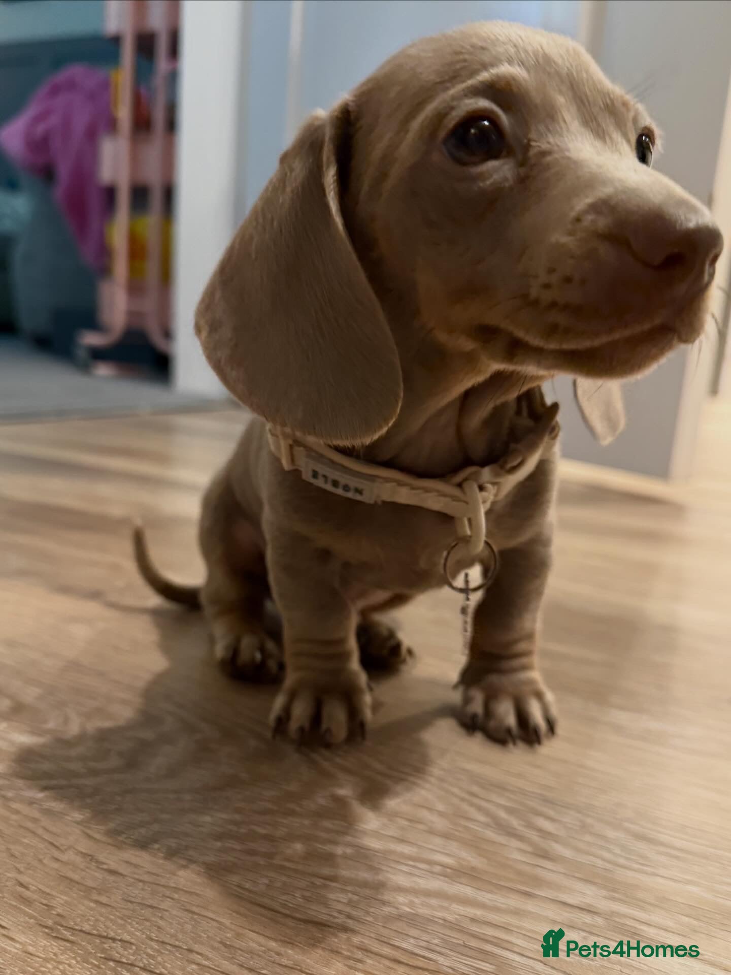 Miniature Dachshund dogs Minintute dachshund  - Advert 3