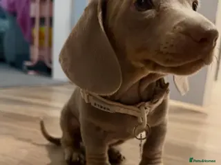 Miniature Dachshund dogs Minintute dachshund - Advert 6
