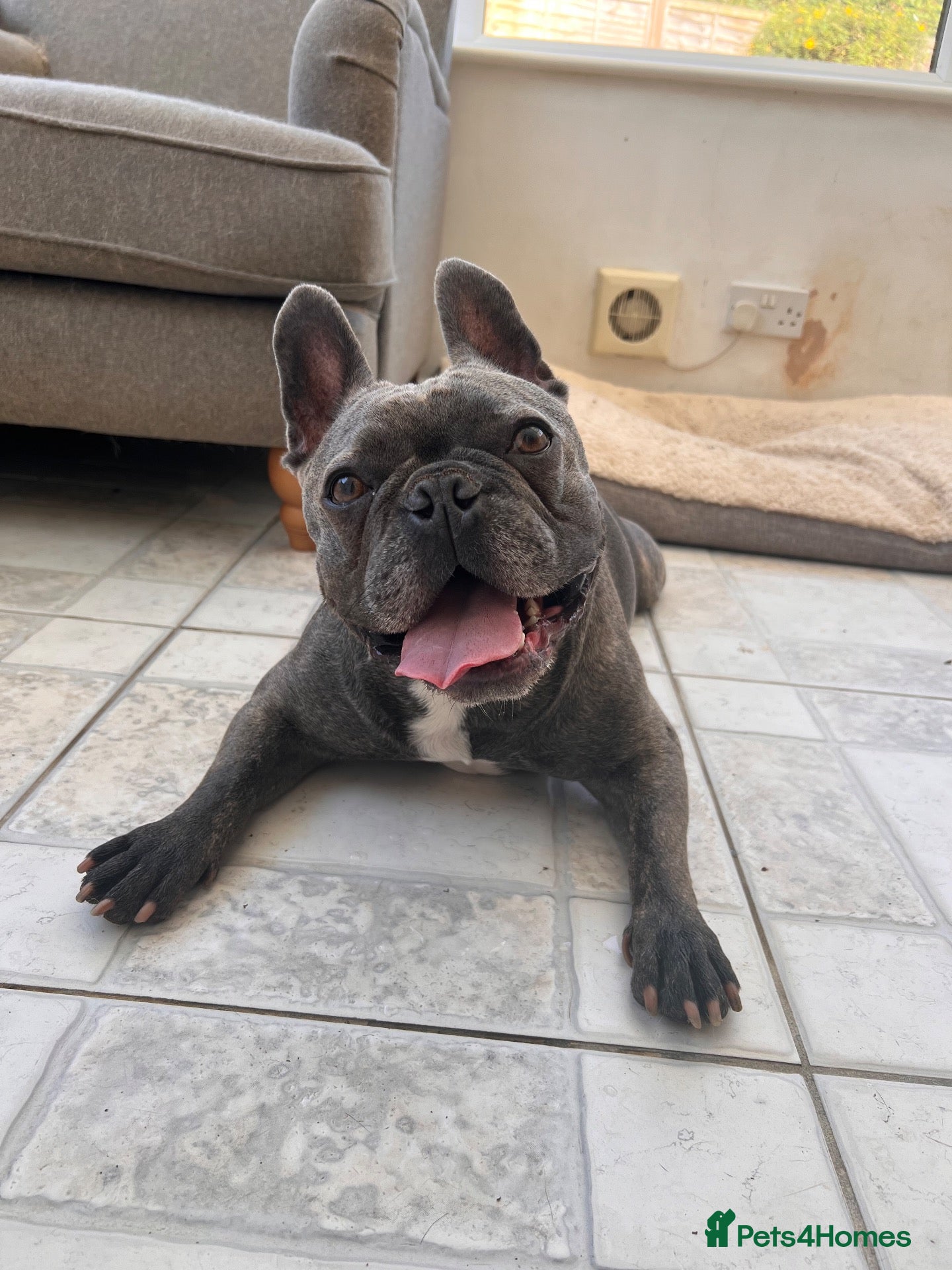 French Bulldog dogs Rehoming my beloved French bulldog George - Advert 1