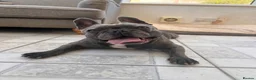 French Bulldog dogs for sale: Rehoming my beloved French bulldog George - Advert 1