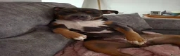 Staffordshire Bull Terrier dogs for sale: Female staffordshire bull terror  - Advert 3
