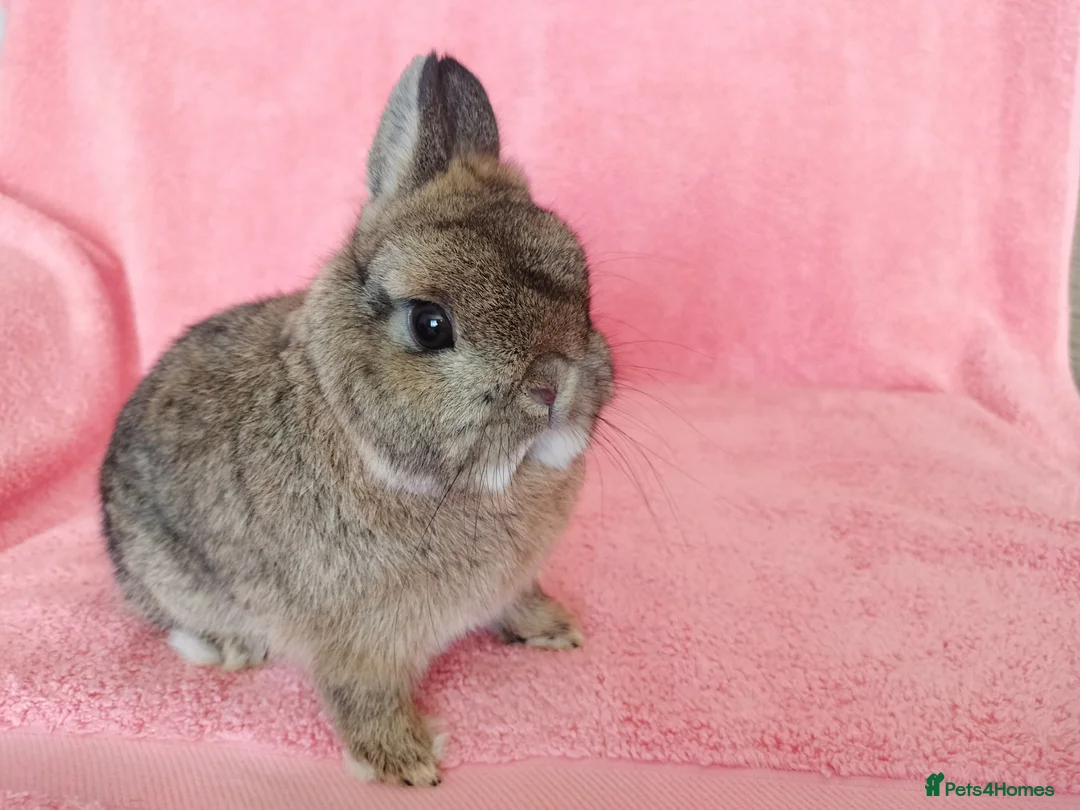 Netherland Dwarf rabbits for sale: Netherland dwarf for sale  - Advert 2