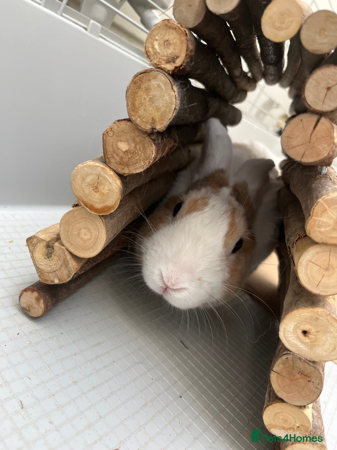 Mixed Breed rabbits for sale: Name caspa - Image 5