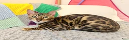 Bengal cats for sale: Friendly & Sociable Bengal Male Kitten  in London - Advert 7