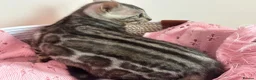Bengal cats for sale: Exceptional Pure Pedigree Silver Grey TICA Bengal - Advert 14