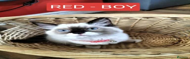  Kitten 3 (Red Collar)