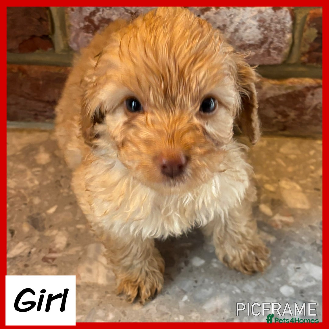 Cockapoo dogs for sale: 💙💗OUTSTANDING F1B COCKAPOOS💗💙 ready 16th jan - Advert 13