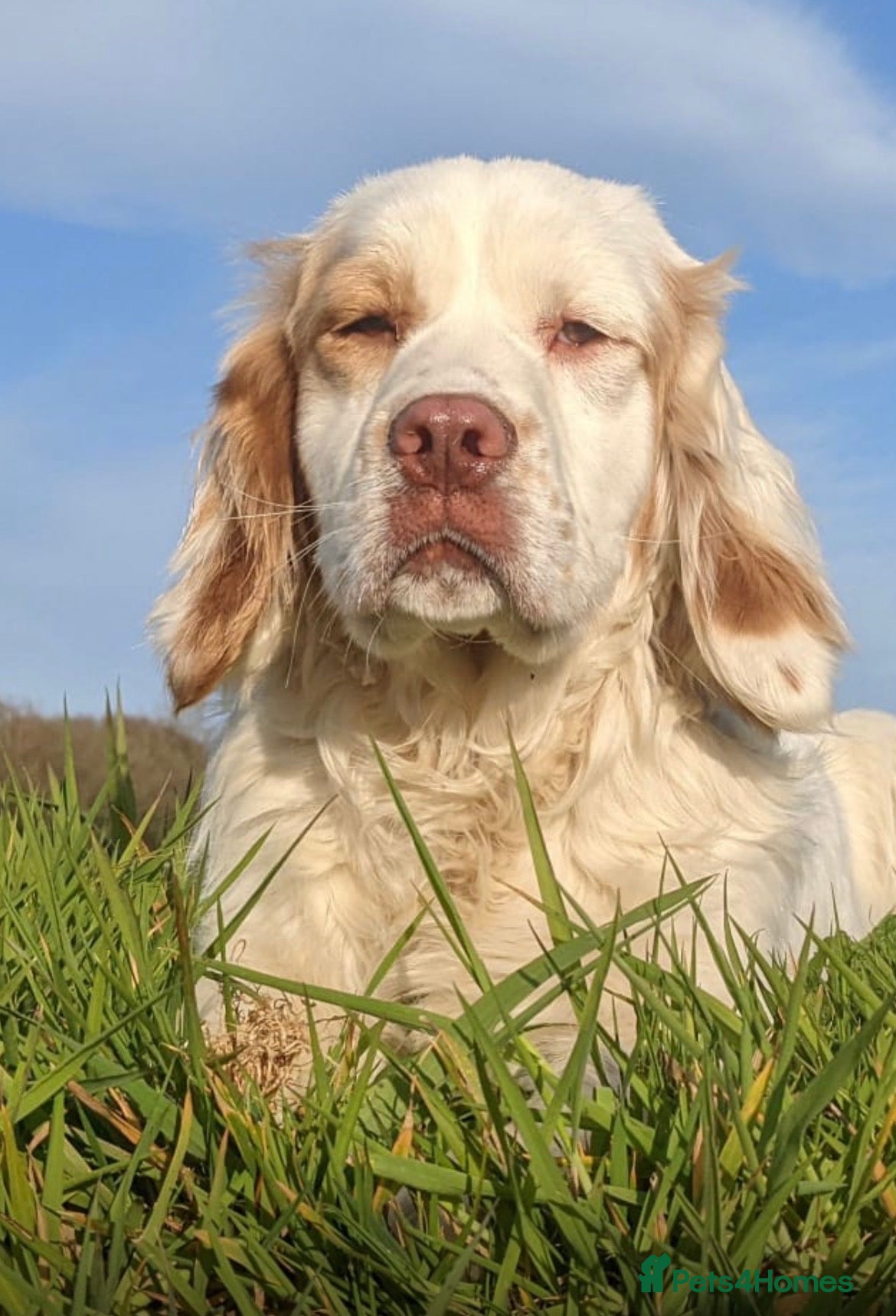 Clumber Spaniel dogs Beautiful litter of Clumber Spaniels - Advert 13