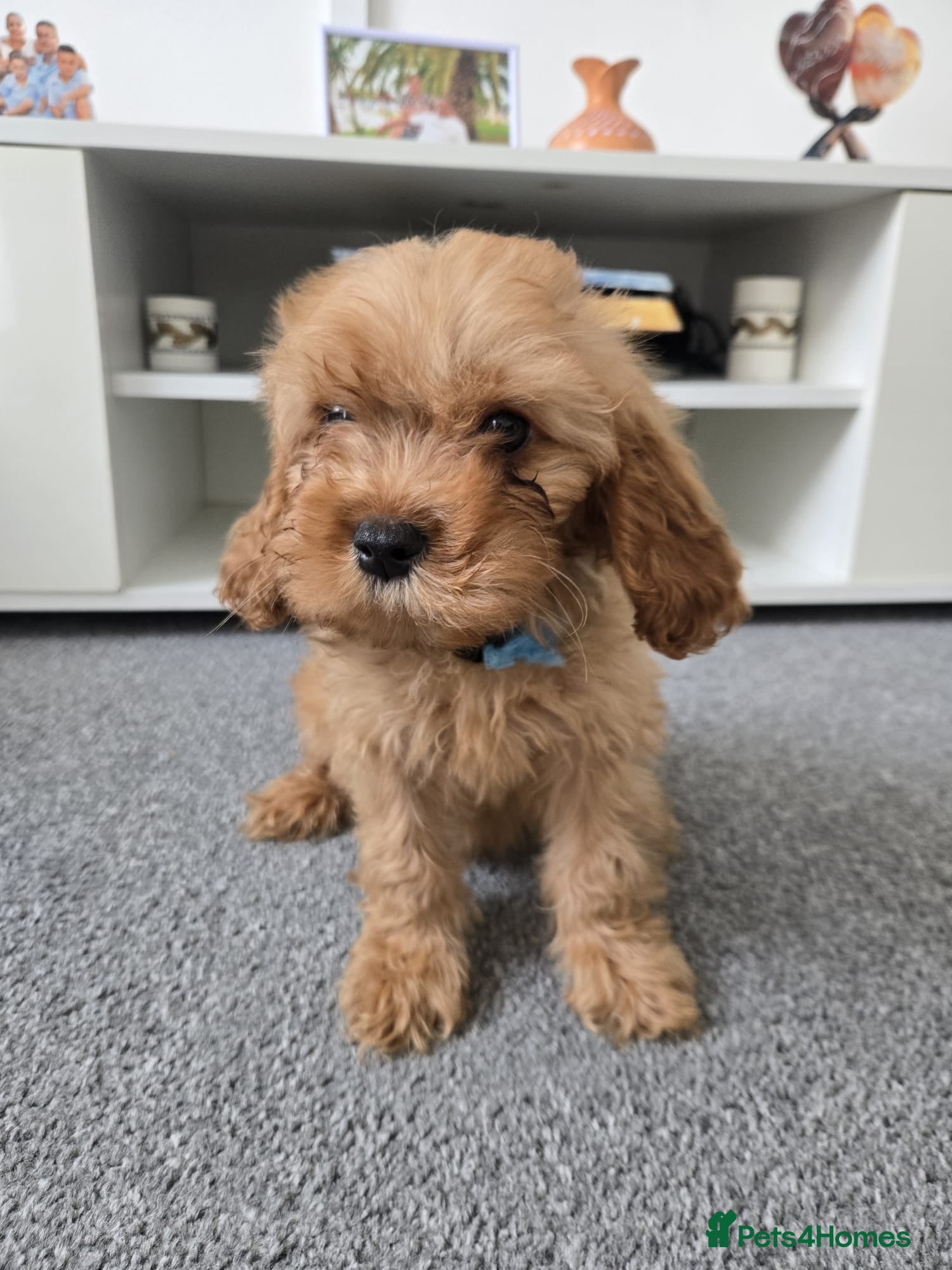 Cavapoo dogs 🐶Amazing cavapoo pups for sale🐶 - Advert 10