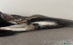 British Shorthair cats for sale: 2 baby girls for sale x - Image 3