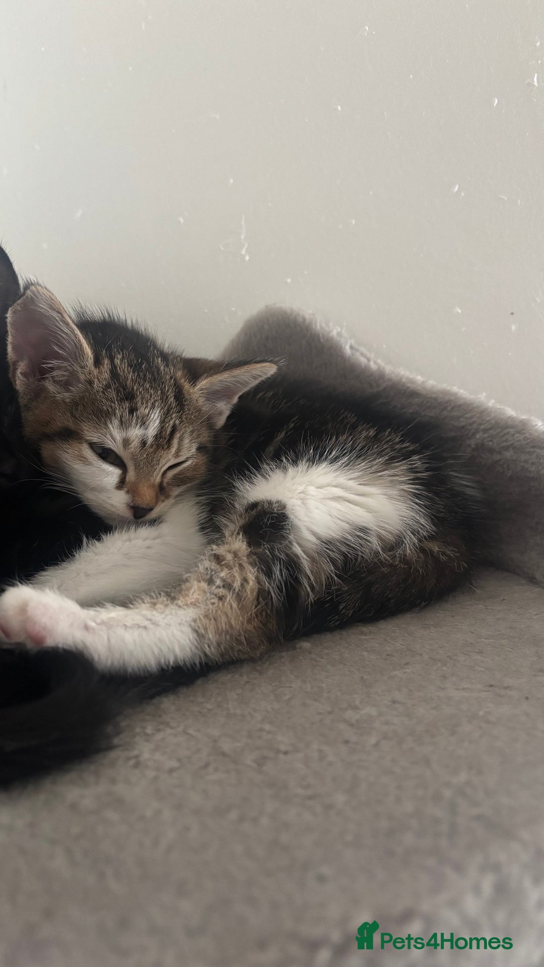 British Shorthair cats for sale: 2 baby girls for sale x - Image 3