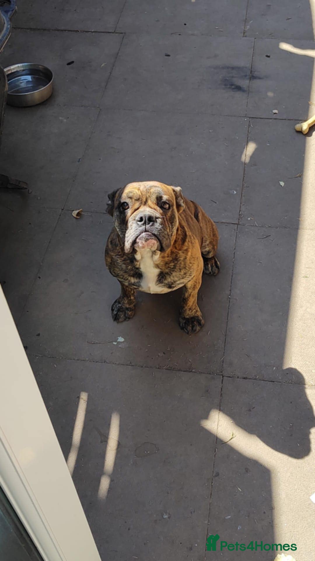 Olde English Bulldogge dogs for sale: Olde thyme bulldogge - Advert 4