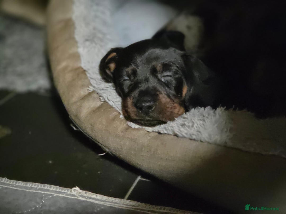 Miniature Dachshund dogs for sale: Beautiful KC black and tan smooth girls - Advert 13