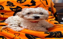 Cockapoo dogs for sale: 3 fluffy miniature cockpoo puppy’s  - Image 2