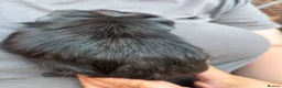 Guinea Pig rodents for sale: 4X Male Guinea Big Babies  - Advert 12