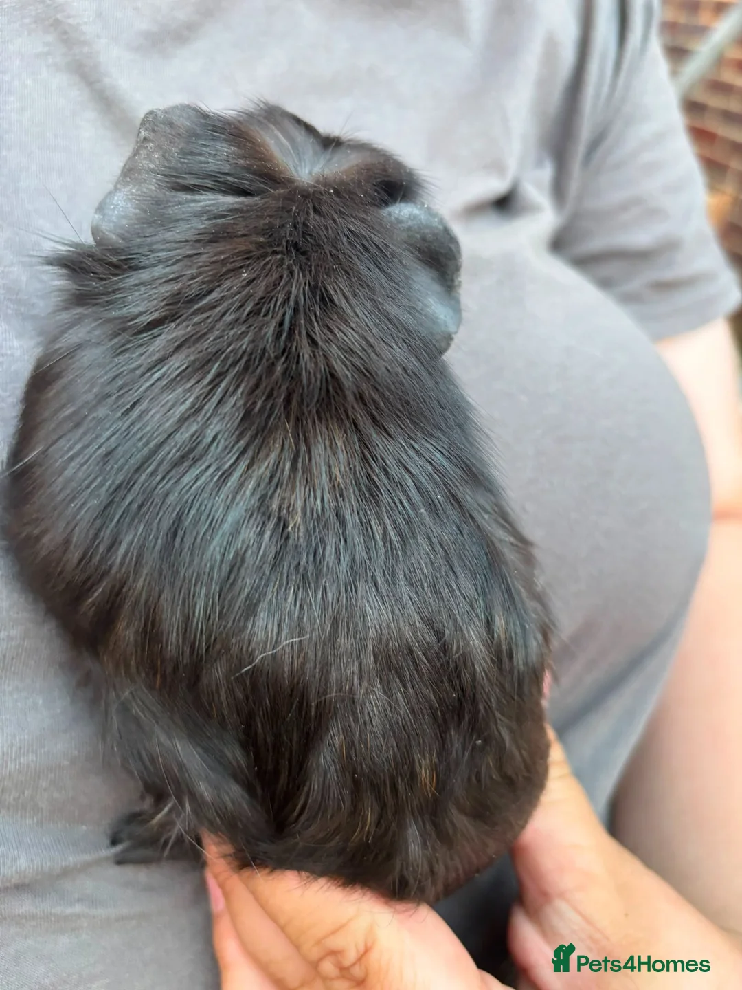 Guinea Pig rodents for sale: 4X Male Guinea Big Babies  - Advert 12