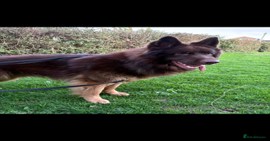 German Shepherd dogs Pedigree German Shepherd Puppies - Advert 1