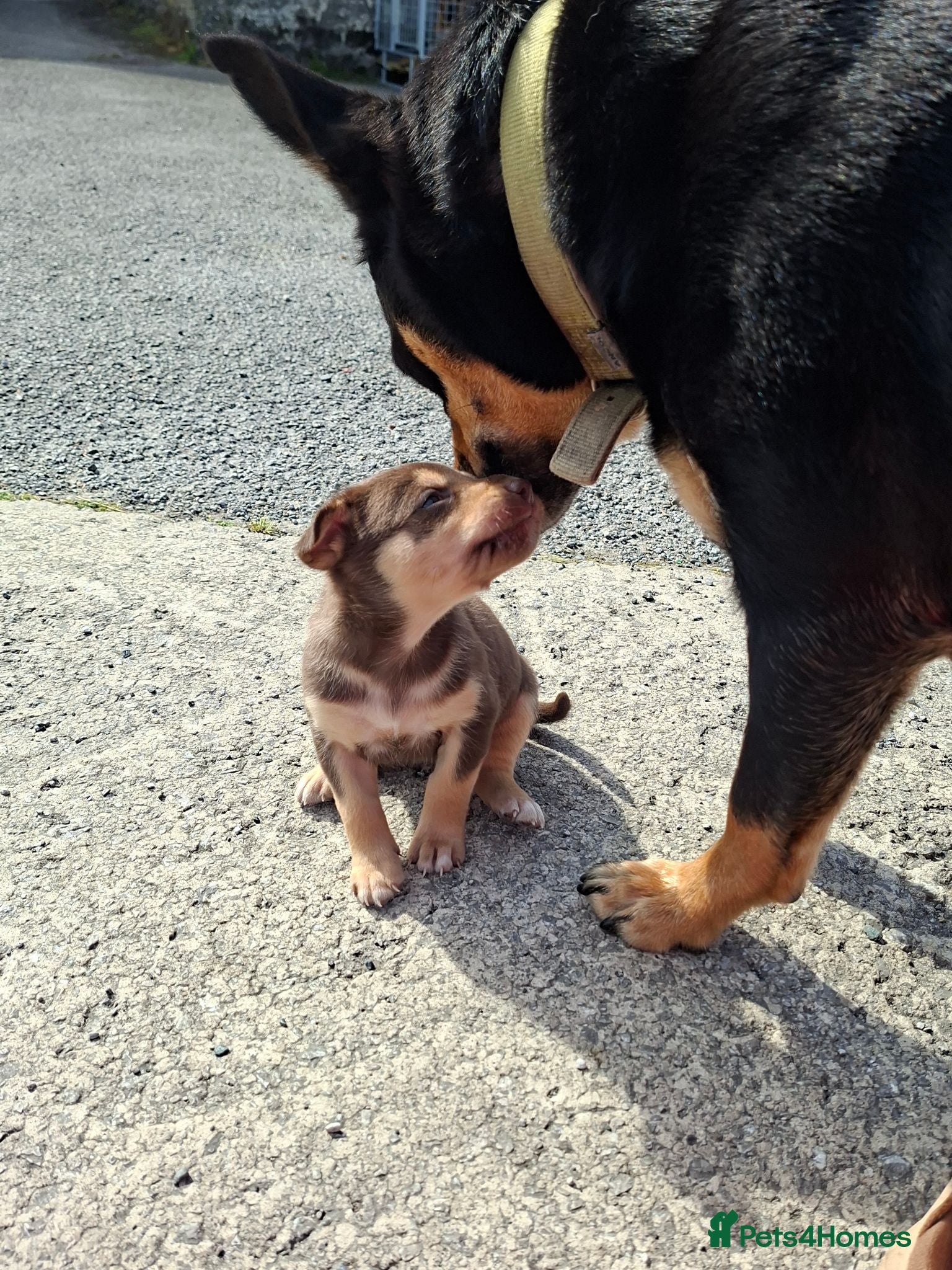 Australian Kelpie dogs Stunning Farm Breed Kelpies - Advert 1