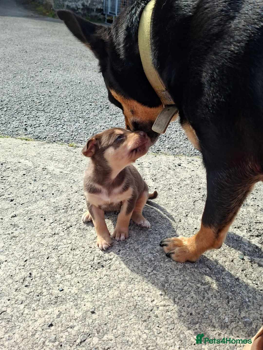 Australian Kelpie dogs for sale: Stunning Farm Breed Kelpies in Colne - Advert 1