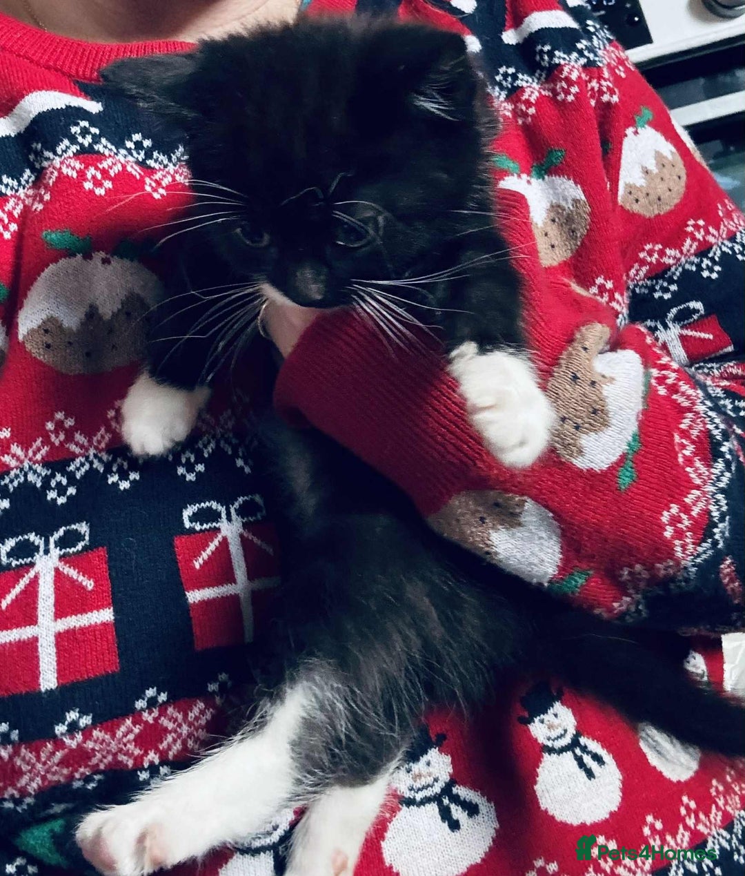 Mixed Breed cats for sale: Kittens mix - Advert 9