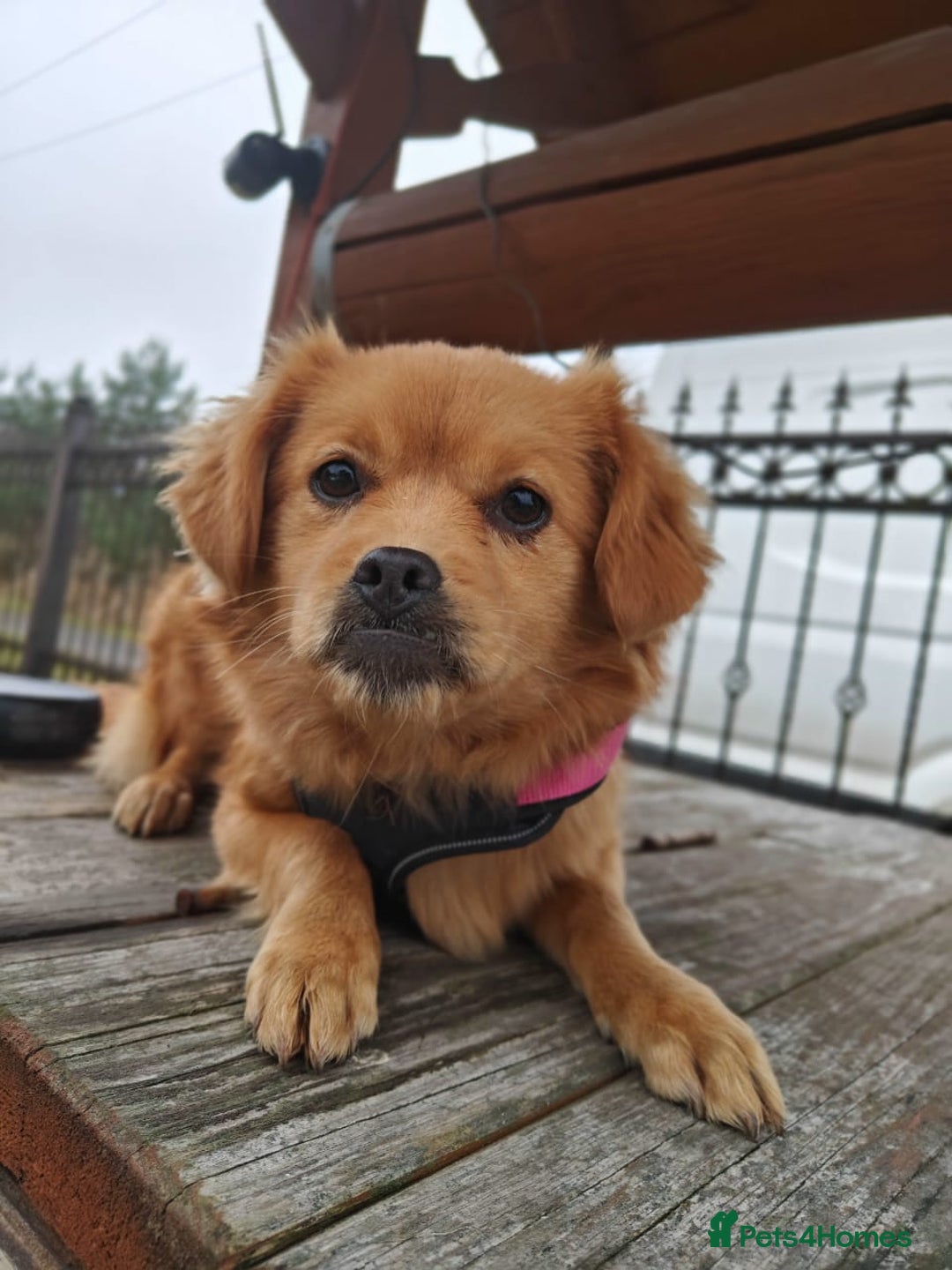 Mixed Breed dogs for adoption: 💖🐶 SILVIA 🐶💖 - Advert 16