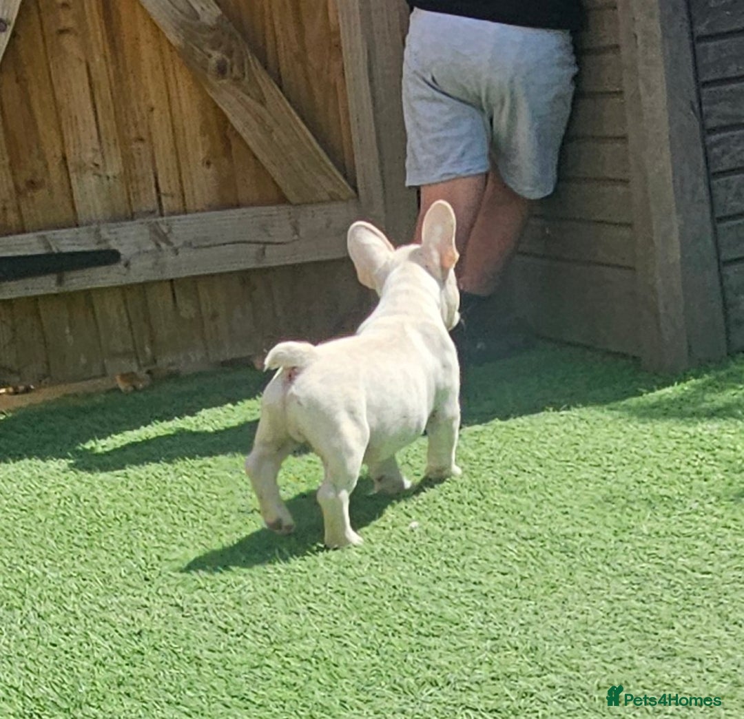 French Bulldog dogs for sale: REDUCED Fully vaccinated french bulldog puppy  - Image 7