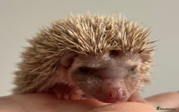 Pygmy Hedgehog rodents for sale: Ethically Bred African Pygmy Hedgehog 2 girls  - Advert 2