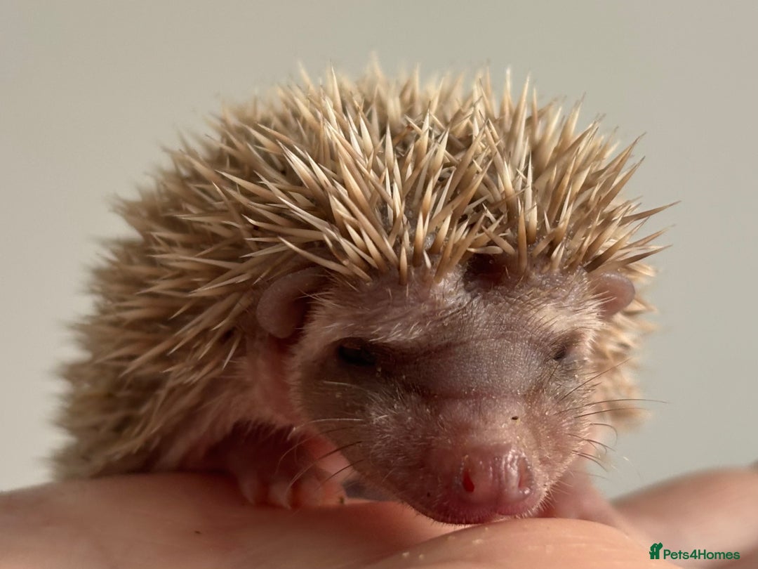 Pygmy Hedgehog rodents for sale: Ethically Bred African Pygmy Hedgehog 2 girls  - Advert 2