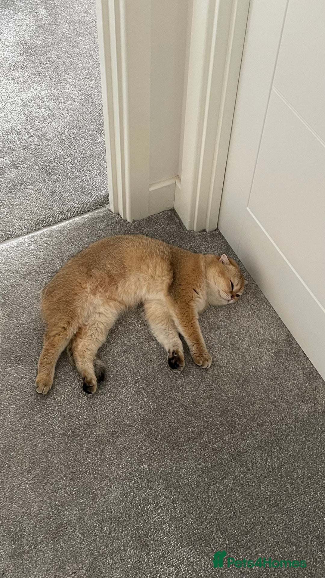 Scottish Fold cats for sale: Pedigree Scottish fold NY12 golden boy - Image 3