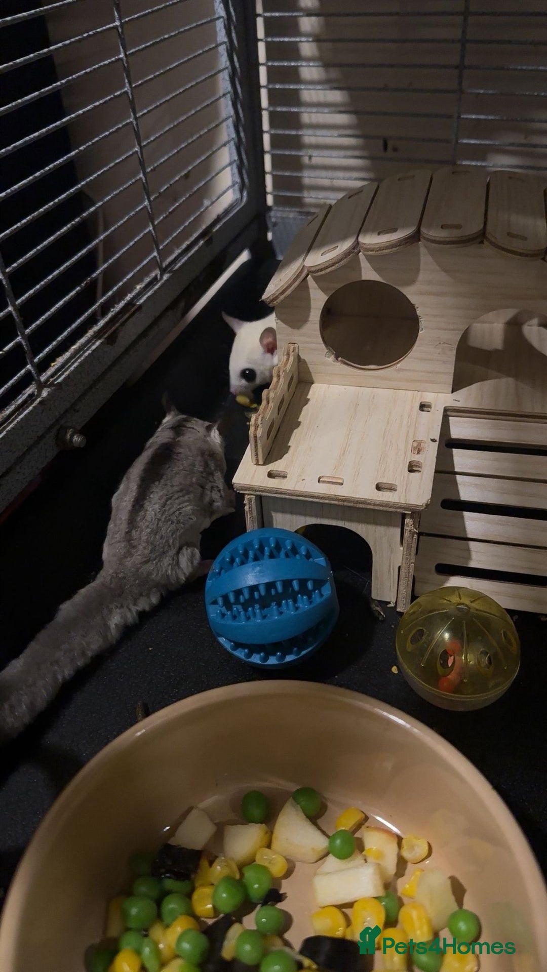 Sugar Glider rodents for sale: Classic Grey and Leucistic - Image 3