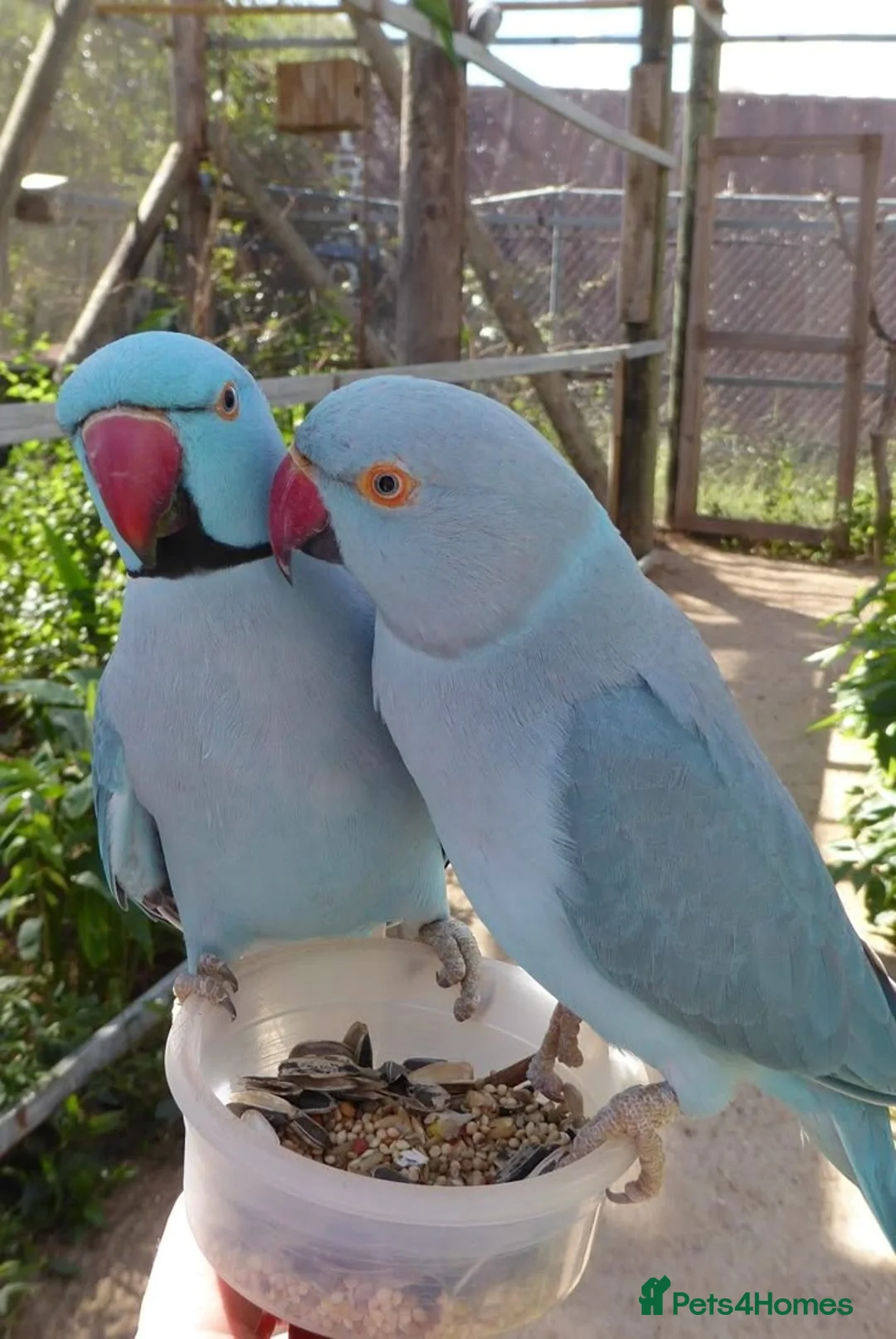 Ringnecks birds for sale: Ringneck Parrots Available!🦜🐦 - Advert 5