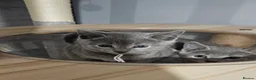 Russian Blue cats for sale: TICA Russian Blue  - Advert 8