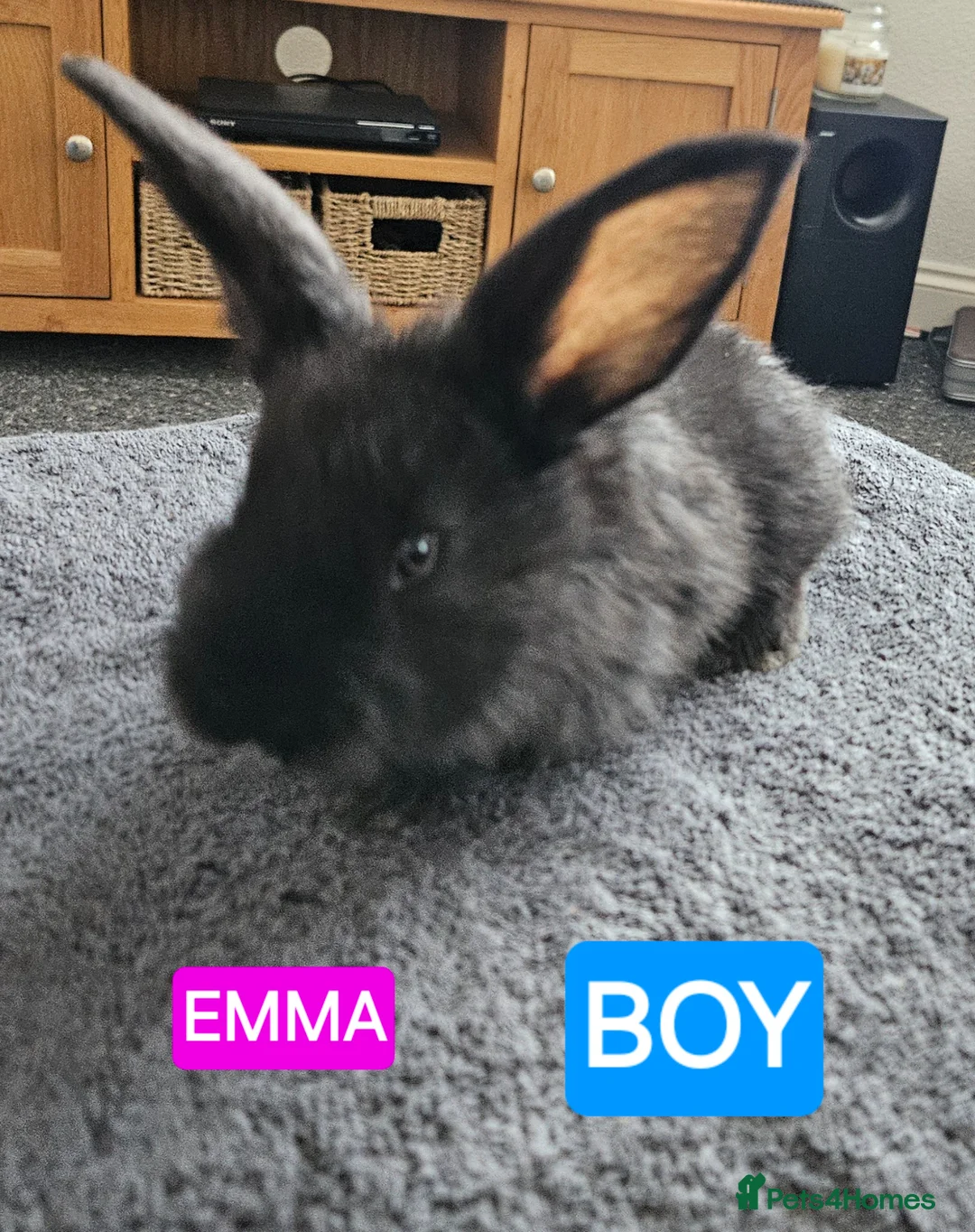 Continental Giant rabbits for sale: Continental giant babies  - Advert 7