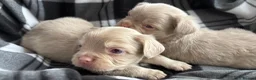 French Bulldog dogs for sale: 💥 READY SOON 💥 7 fluffy frenchies  - Advert 18