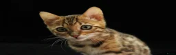 Bengal cats for sale: 🔥Beautiful Bengal girl available🔥 - Advert 18