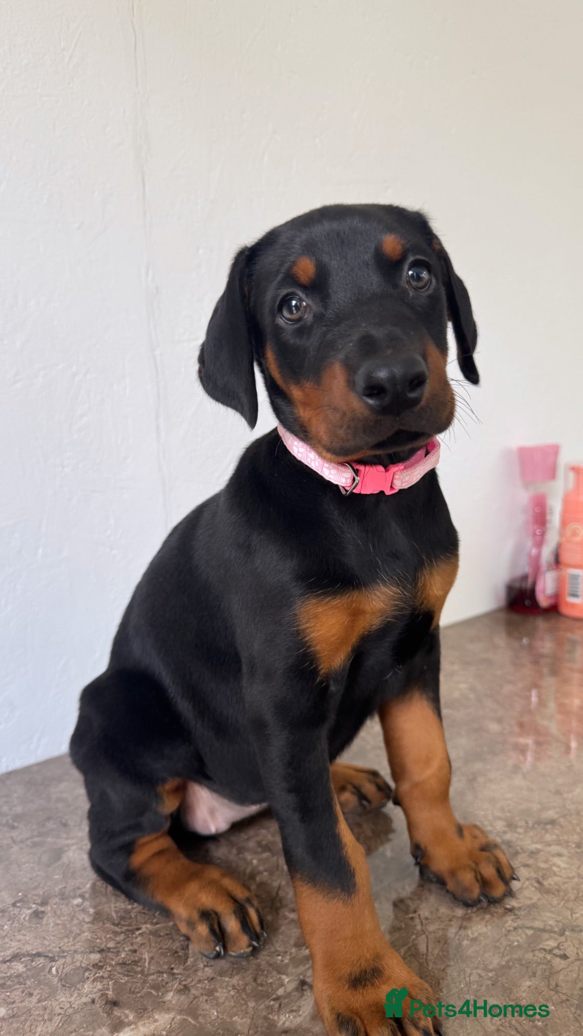 Dobermann dogs Quality European Dobermanns - 1 Female Remaining - Advert 2