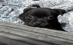 Staffordshire Bull Terrier dogs for sale: Staffys Puppies   25+ Champions ( Show Quality ) - Advert 3